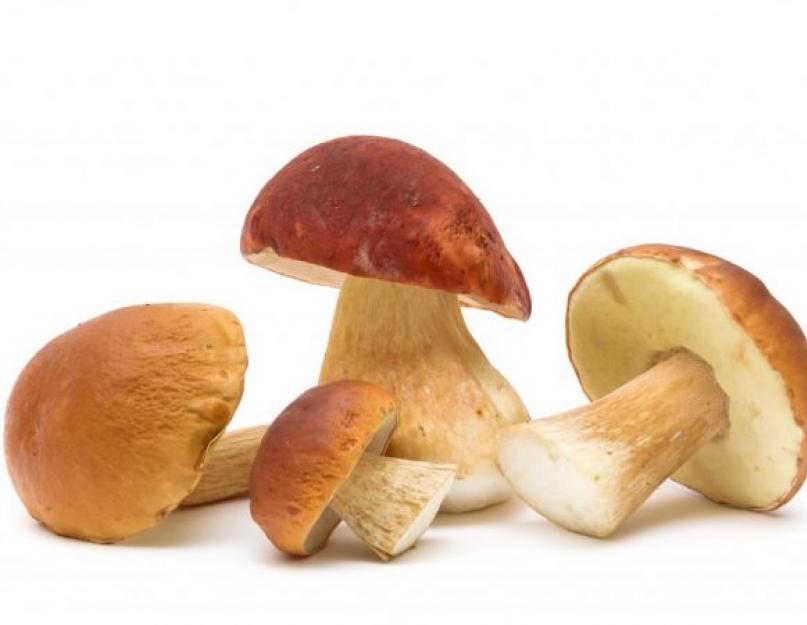 Кулинарная обработка грибов. Как чистить грибы быстро и правильно? Аппетитные подберезовики, лисички и шампиньоны — украшение любого блюда