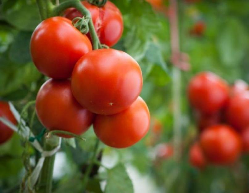 Calories de tomates pour 100 grammes.  Les tomates sont si différentes : bouillies, vertes, rouges.  Quels sont les bienfaits des tomates ?