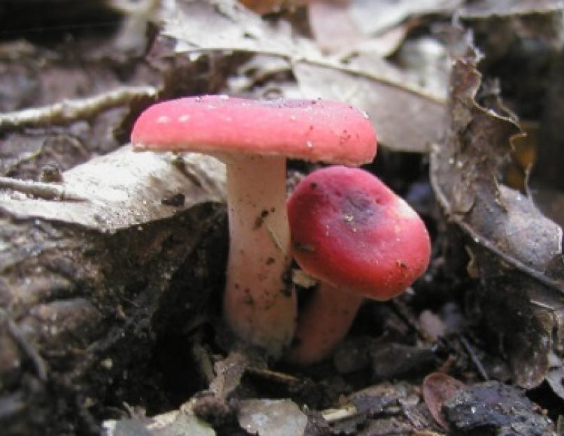 Как правильно готовить грибы сыроежки. Как вкусно приготовить сыроежки? Сыроежки: как выглядят съедобные грибы? Технология приготовления включает