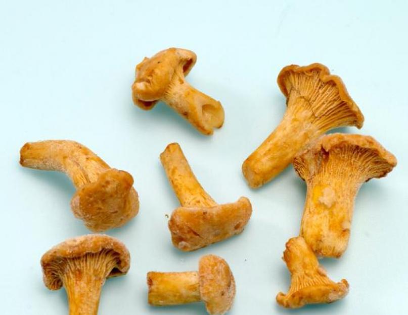 Comment congeler les girolles pour l'hiver au congélateur - recettes et combien de temps les cuire pour qu'elles ne deviennent pas amères.  Comment conserver les girolles pour l'hiver : conseils et secrets de cueilleurs de champignons expérimentés