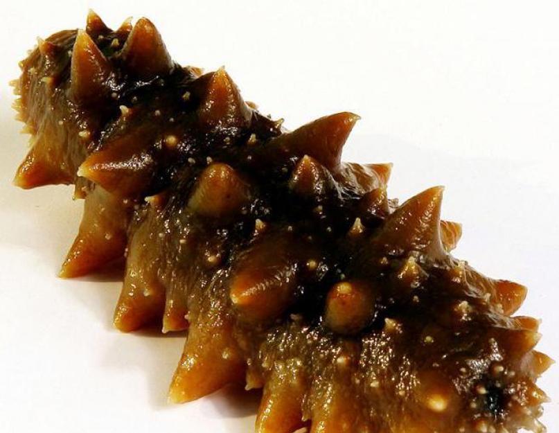 Морской женьшень трепанг. Трепанг на меду: полезные свойства и противопоказания