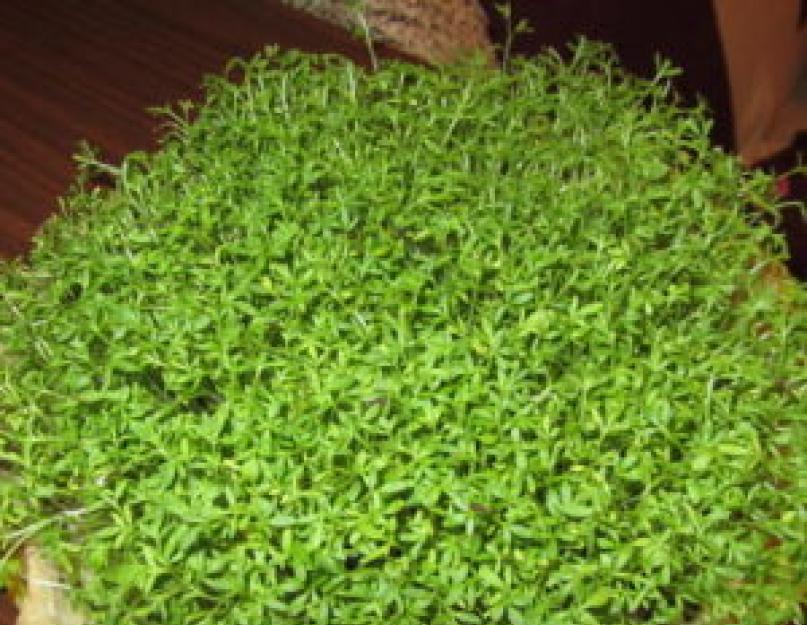 Кресс салат: как выращивать дома вкусную зелень. Как посадить кресс салат