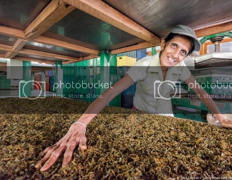 Цейлонский чай: сорта, вкусовые характеристики и способы заваривания. Когда собирают чай: сезонный гид. Как выращивают и собирают чай в Китае