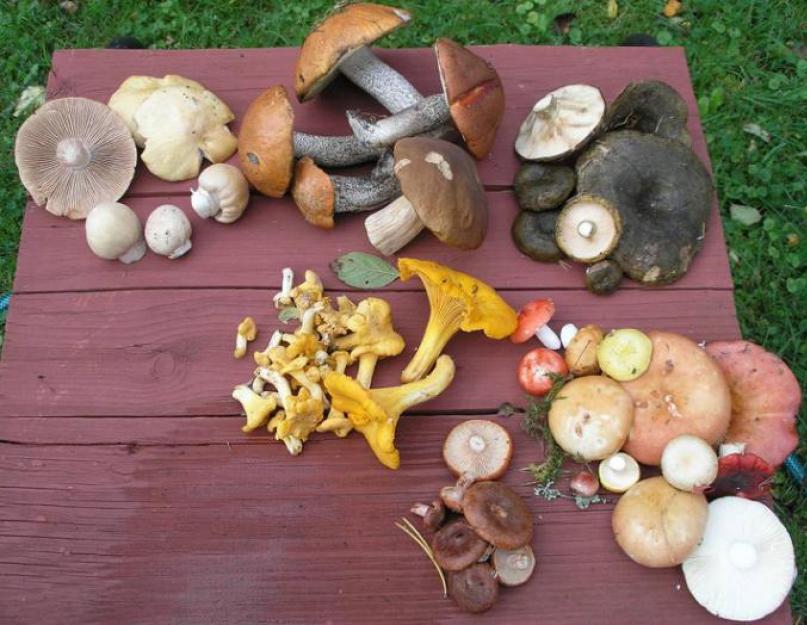 Как заморозить грибы на зиму – правила, которые нужно знать. Как заморозить белые грибы: ликбез по заготовкам