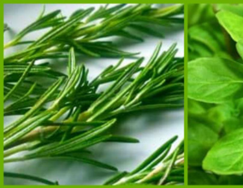 Herbes provençales.  Propriétés médicinales des assaisonnements.  Utilisation des herbes provençales en cuisine