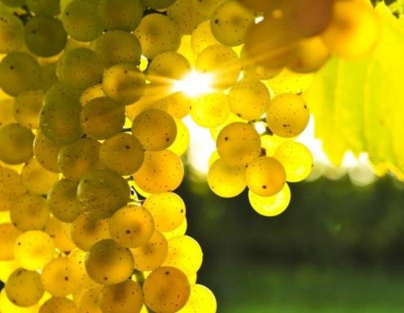 Una ricetta semplice per fare il vino d'uva in casa.  Vino d'uva fatto in casa - ricette semplici.  Tecnologia per produrre vino d'uva in casa.  Processo di vinificazione