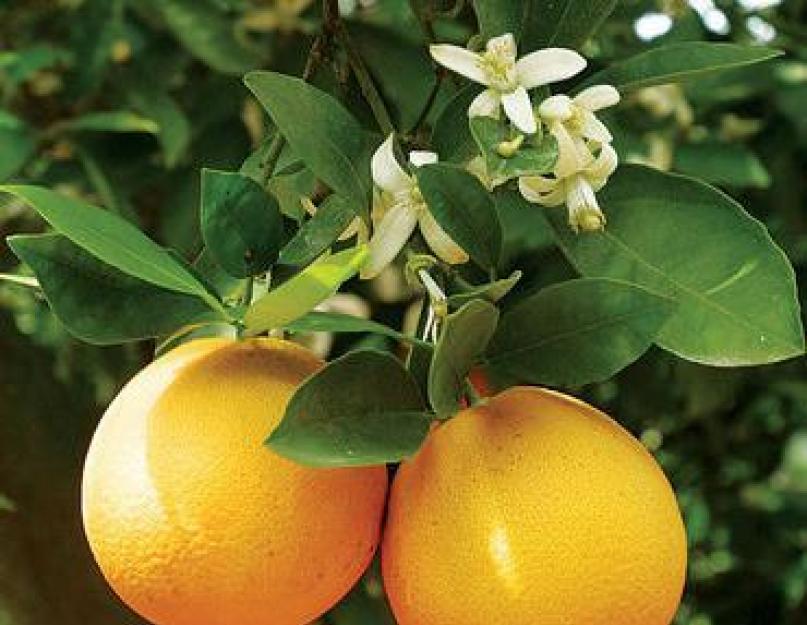 Что дороже мандарины или апельсины. Как называется и выглядит гибрид апельсина и мандарина. Разница между клементинами и мандаринами