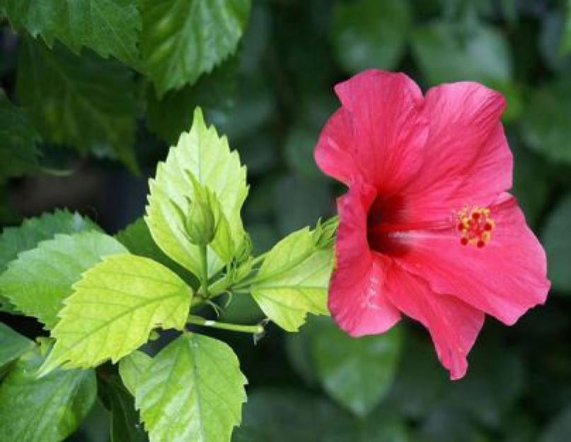 Thé d'hibiscus : propriétés bénéfiques, contre-indications, avantages et inconvénients.  Avantages et inconvénients de la rose chinoise pour la maison