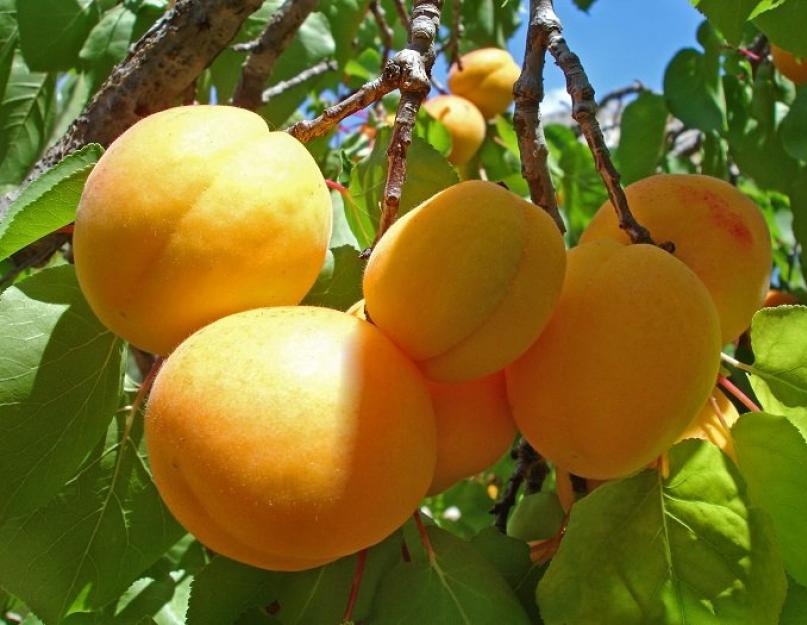  Как правильно сушить абрикосы на курагу
