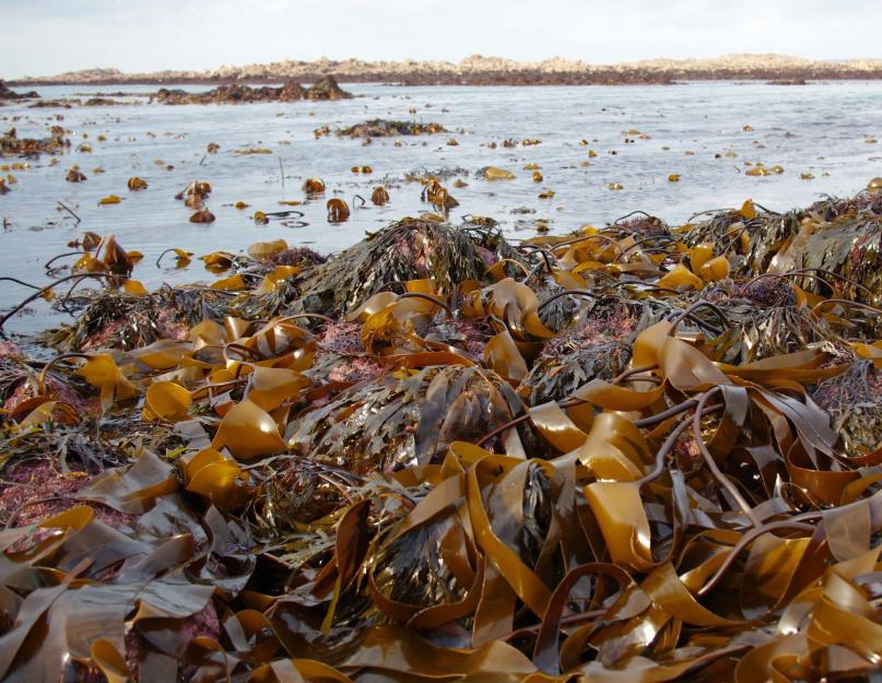 Где обитает ламинария морская капуста. Морская капуста - о пользе и вреде для человека, калорийности, где растет. Отрывок, характеризующий Ламинария