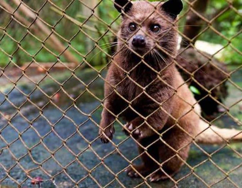 De quoi est fait le café le plus cher ?  Pourquoi le prix du café fabriqué à partir d’excréments d’animaux est-il si élevé ?  Technologie pour préparer le café le plus cher à partir de litière Musangi