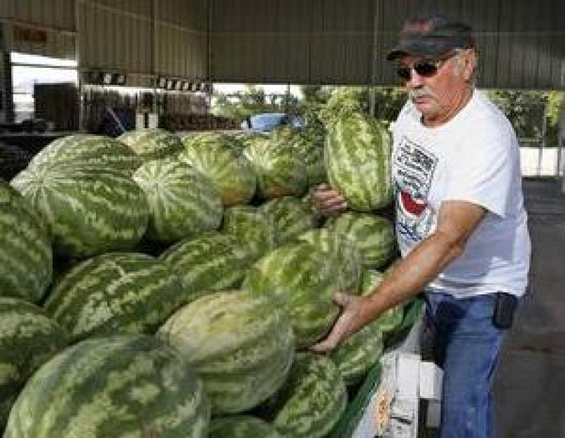 Il doit y avoir de la pastèque.  Comment choisir une pastèque pour qu'elle soit sûre d'être savoureuse et mûre ?  La pastèque est un produit de saison