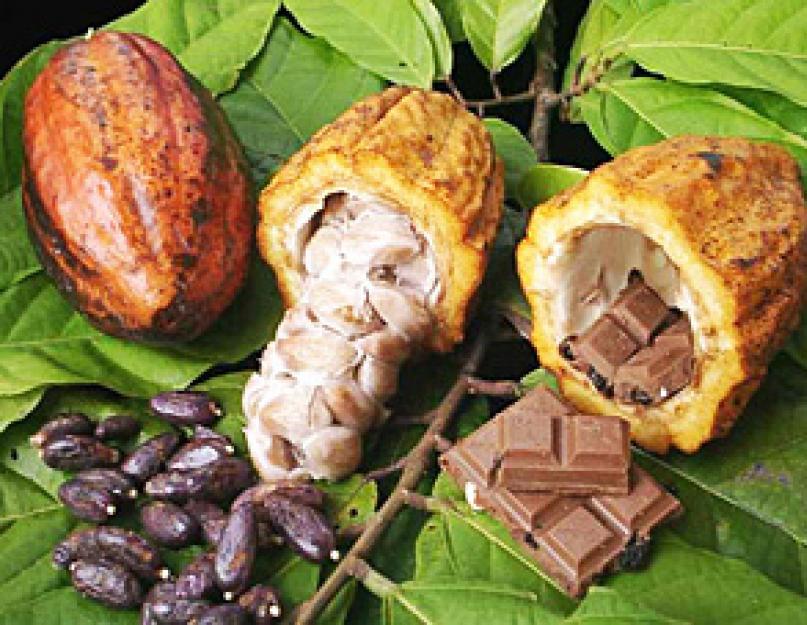 Какао польза и противопоказания. Какао: польза и вред напитка из детства. Польза какао для организма