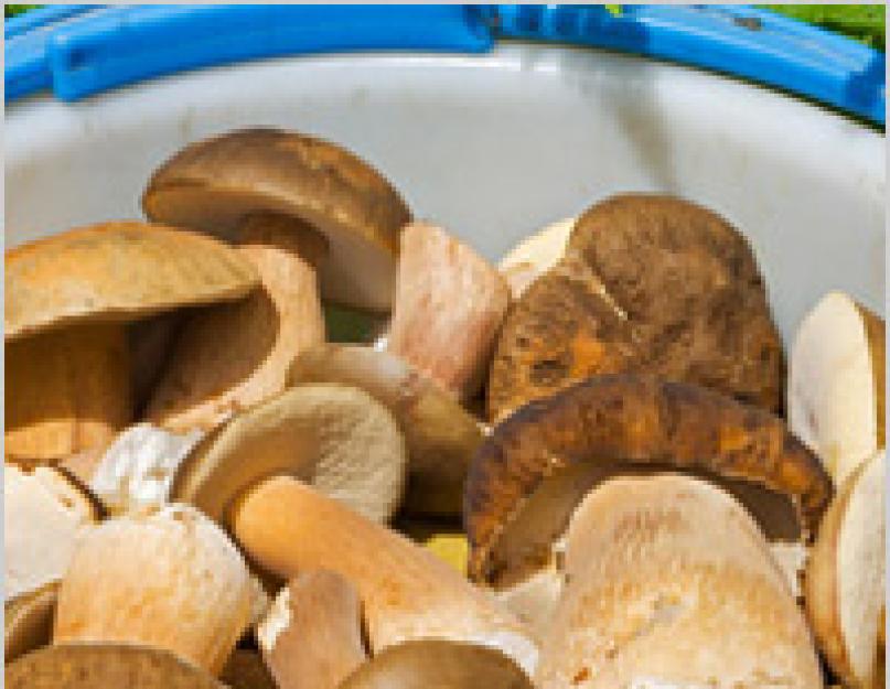 Приготовление грибов белых в домашних условиях. Как чистить белые грибы? Как жарить белые грибы
