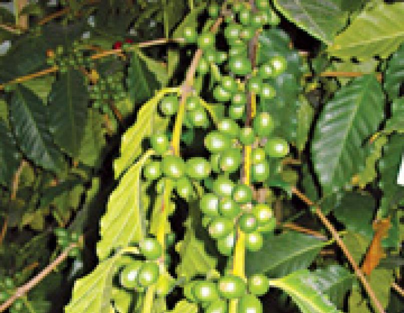 Как выглядит кофейное дерево в природе. Как выглядит кофейное дерево: фото и описание листьев, цветов и ягод. Крона кофейного растения