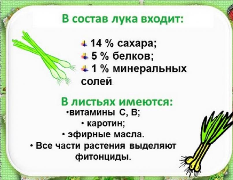 Лук какой витамин есть. Витамины в зеленом луке. Какие витамины в луке репчатом.