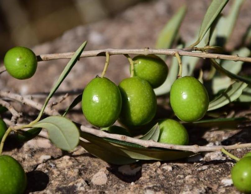 Как правильно оливки или маслины. Оливки или маслины — что полезнее? Разница между оливками и маслинами