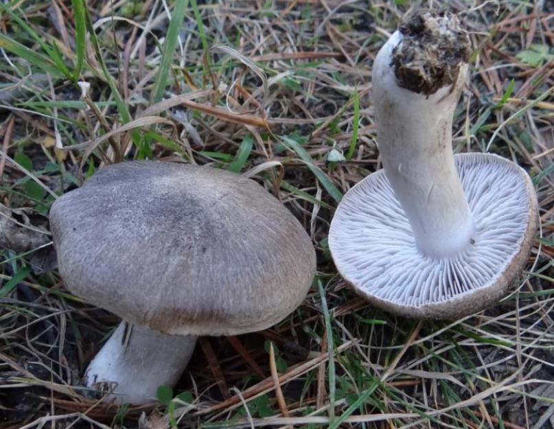 Cuisson des champignons d'affilée.  Rangées violettes marinées : une recette pour préparer des champignons pour l'hiver.  Rangées grises frites avec de la crème et des herbes