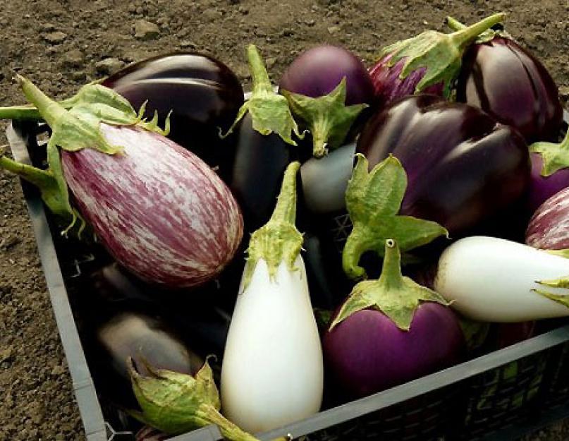 Salade coréenne aux myrtilles et carottes.  Aubergine coréenne - délicieuses recettes pour un plat asiatique épicé.  Les bleus farcis à la coréenne - vidéo