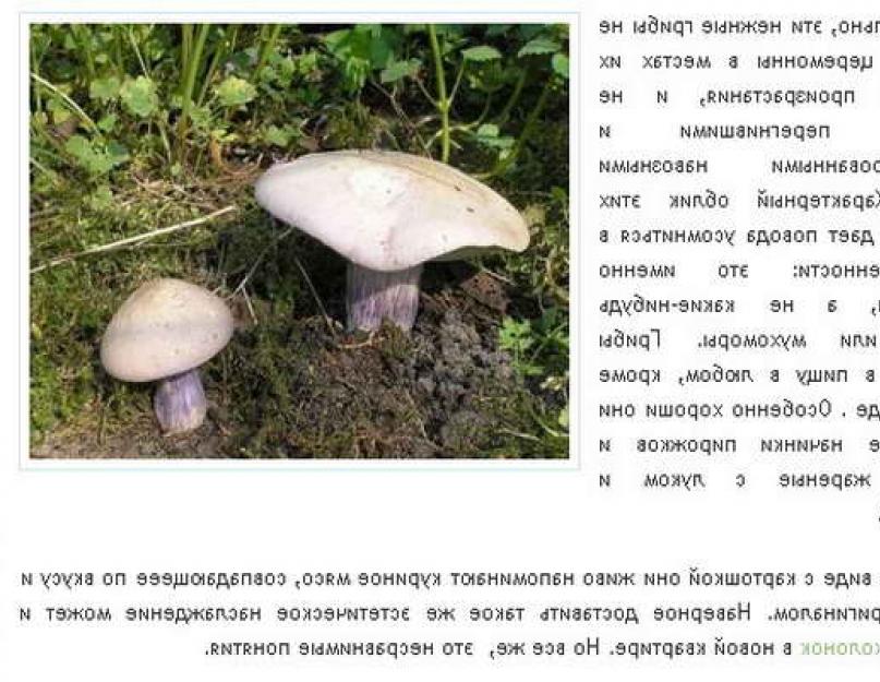 Рецепт маринованных грибов синяя ножка. Рецепт: Маринованные грибы по-домашнему - Маринованные ножки подберёзовиков,белых и подосиновиков