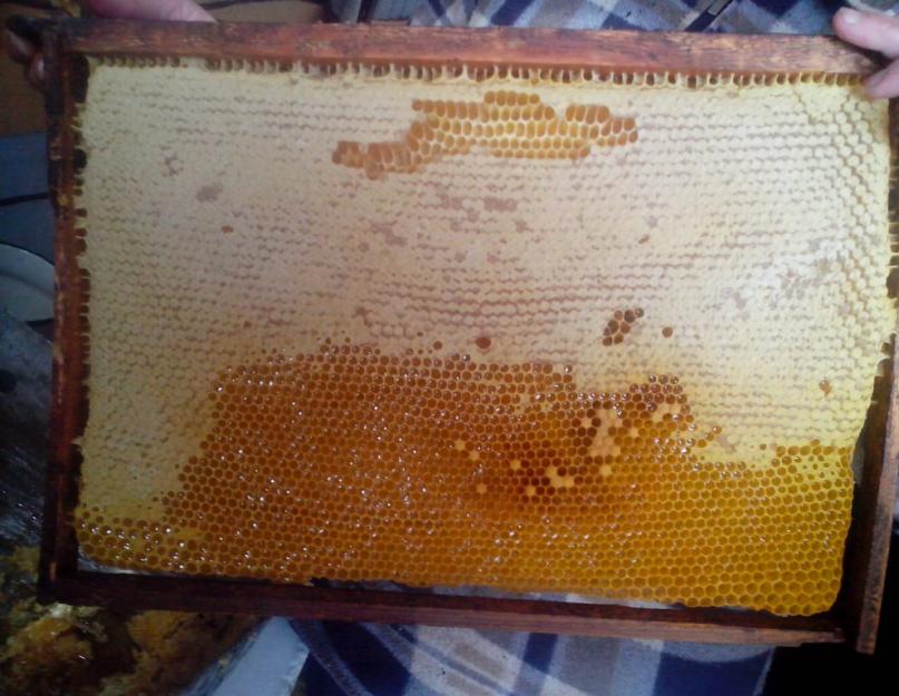 А вы знаете, как правильно употреблять мед? Применение меда в лечебных целях