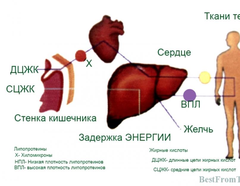 Как лучше употреблять кокосовое масло. С чем хорошо употреблять? Где купить, как правильно выбрать и хранить