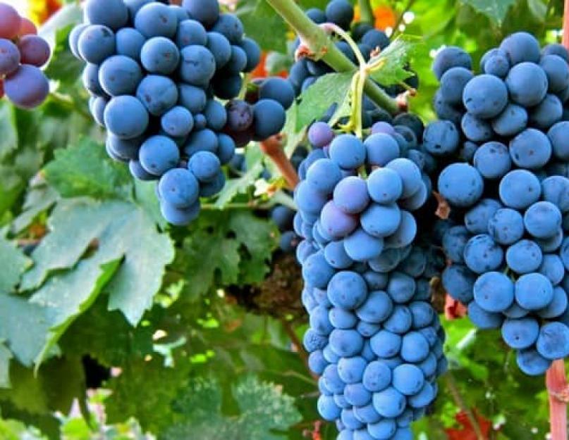 Отличие сортов винограда каберне совиньон и мерло. Известные вина сорта мерло
