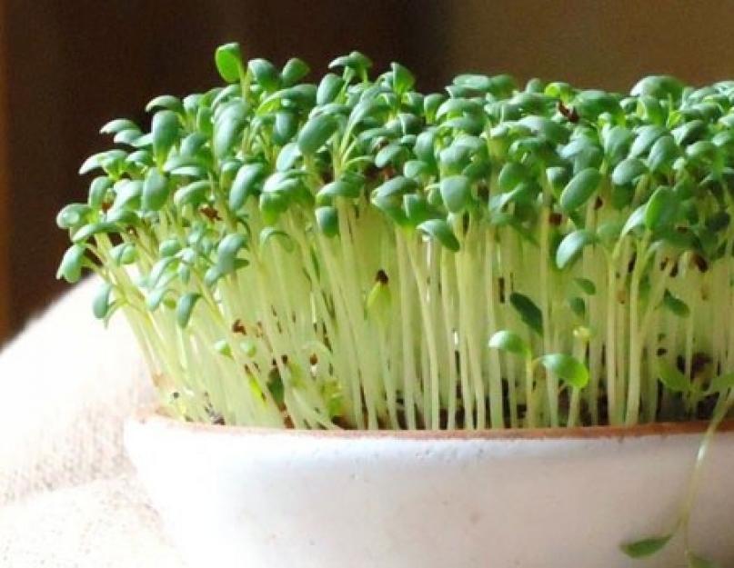 Кресс салат с чем есть. Кресс-салат: выращивание на подоконнике и в открытом грунте. Вред и противопоказания к употреблению