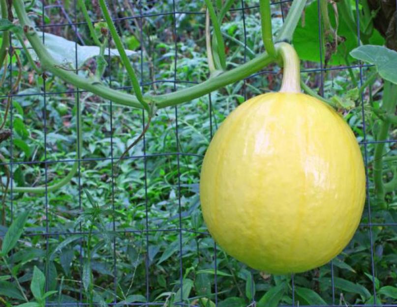 Alors, qu'est-ce qu'un melon ?  Est-ce un fruit ou un légume, ou peut-être une baie ?  Melon - 