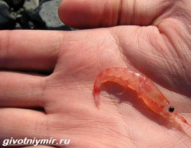 Krill - qu'est-ce que c'est et quels plats peuvent en être préparés.  Le grand mystère du petit krill : histoire et géographie de répartition.  Que peut-on cuisiner avec du krill ?