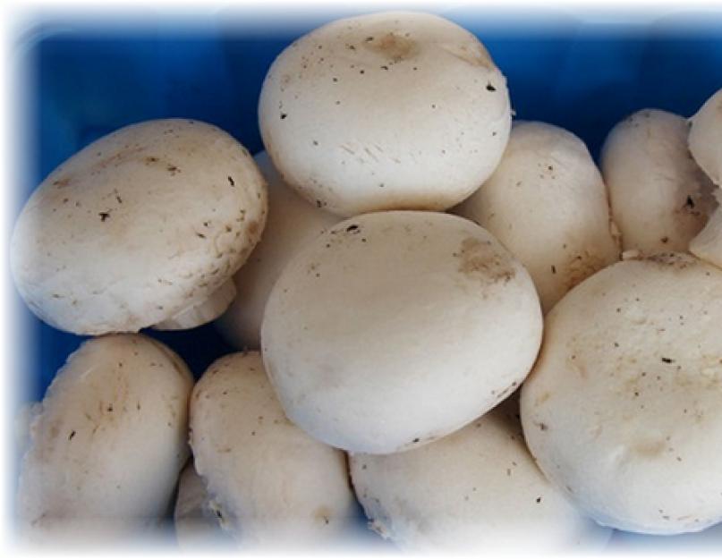 Срок хранения свежих шампиньонов. Как заморозить свежие шампиньоны: секреты хранения грибов в холодильнике. Шампиньон как витаминный кладезь