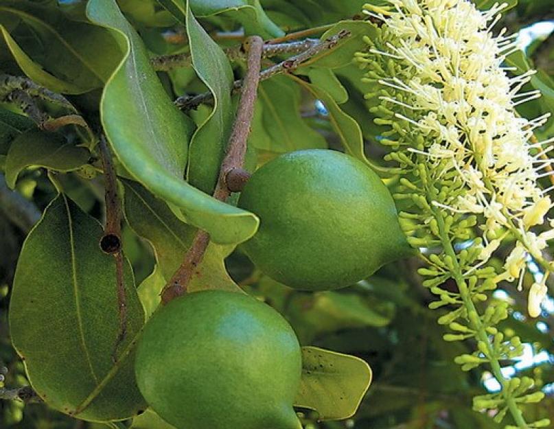 Орех макадамия: полезные свойства, вкус, применение. Полезные свойства и противопоказания ореха макадамия