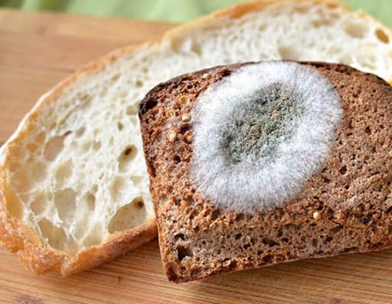 Хлеб плесневеет на второй день. Почему раньше хлеб черствел, а теперь плесневеет? Проведем эксперимент и узнаем, как и почему хлеб плесневеет
