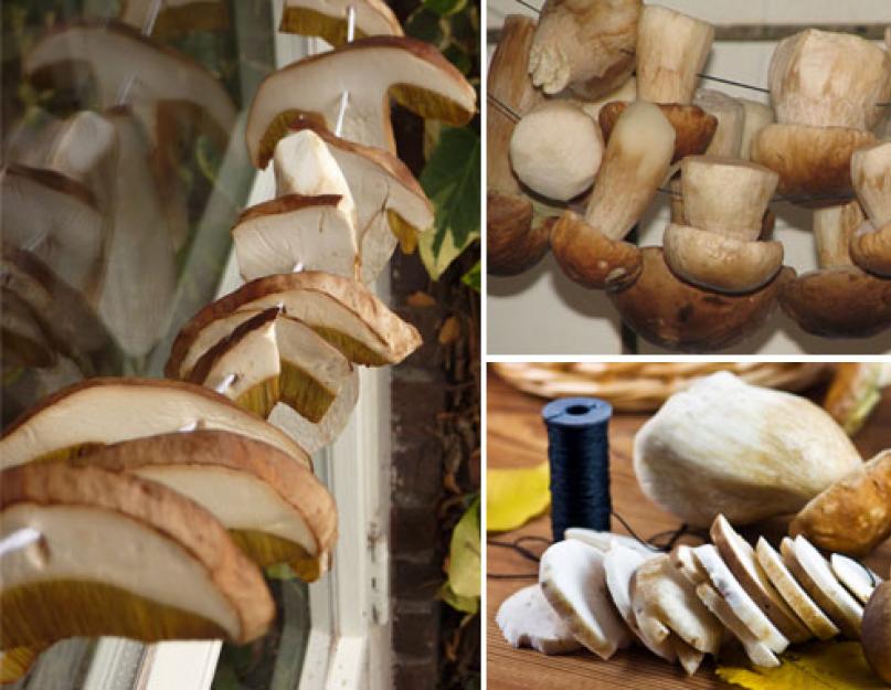 Как сушить белые грибы в домашних условиях на зиму. Как сушить грибы? Какие грибы сушат? Сушка грибов в домашних условиях