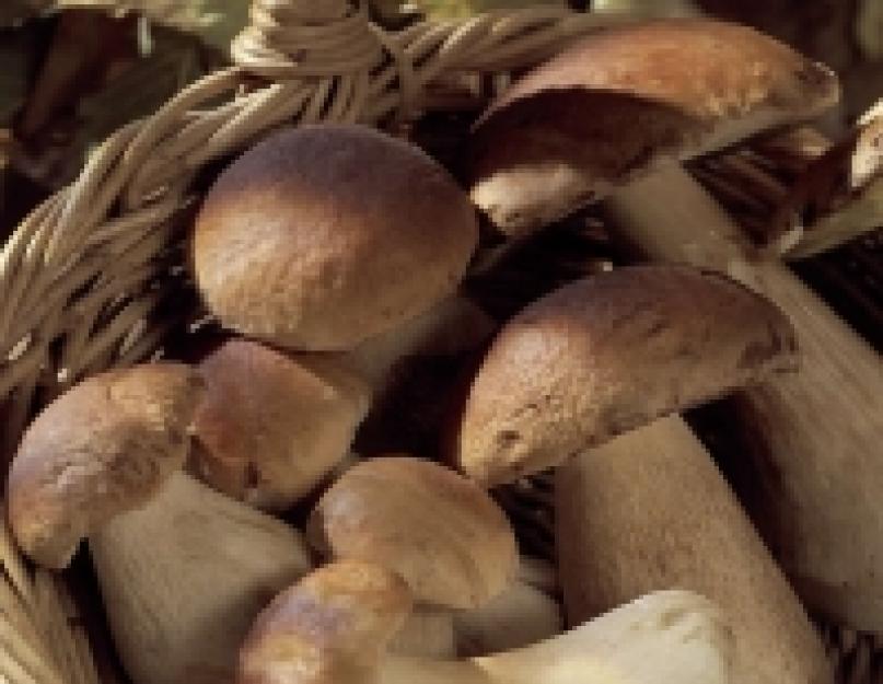 Польза и вред белых грибов. Грибы — польза и полезные свойства
