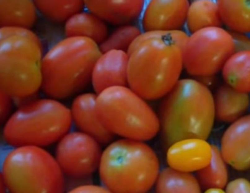 Как делать малосольные помидоры в кастрюле. Лучшие рецепты малосольных помидоров