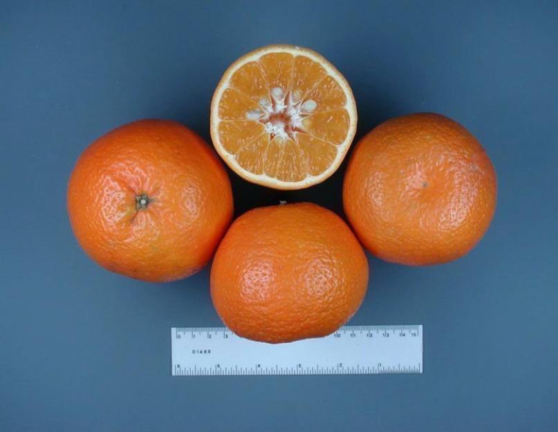 Гибрид лимона и апельсина название. Как называется цитрусовый гибрид лимона и апельсина