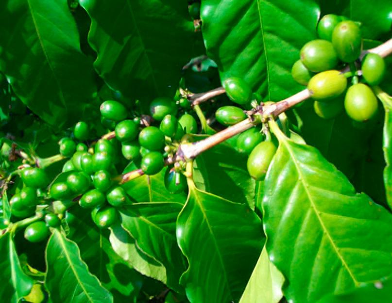 Зеленый кофе: польза и вред, применение для похудения. Каков зеленый кофе на вкус?Можно ли с него похудеть