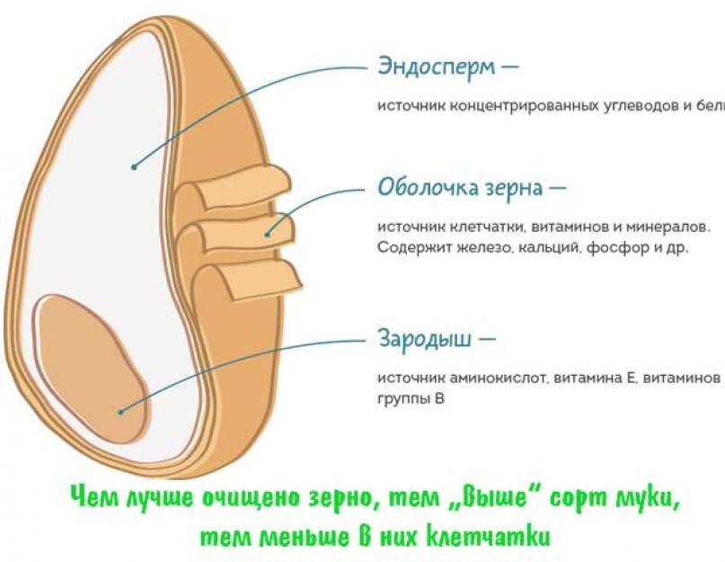 Эндосперм это. Строение эндосперма пшеницы. Структура пшеничного зерна. Структура эндосперм зерна пшеницы. Строение эндосперма зерна.