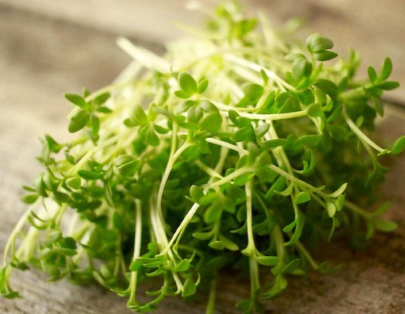 Кресс-салат – зимние витамины красоты! Кресс-салат в кулинарии. Что приготовить