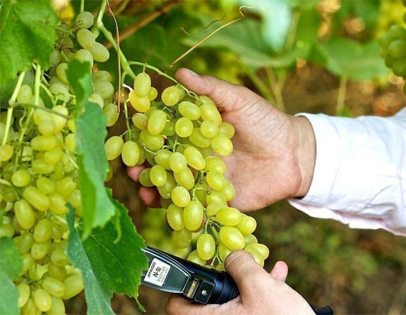 Quels sont les avantages des raisins Kishmish pour le corps humain et peut-il être nocif de les consommer ?  Raisins Kishmish : avantages et inconvénients des cultures de fruits et de baies