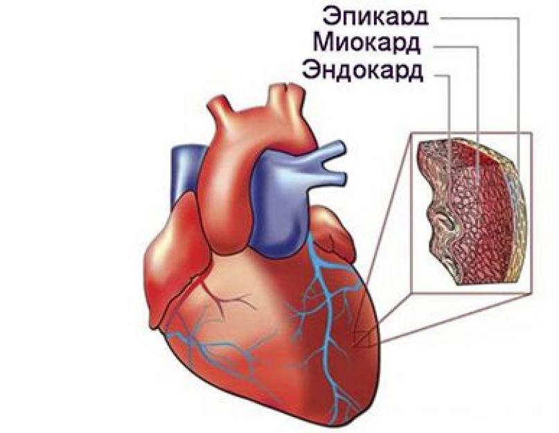 Миокард это. Строение миокарда сердца. Миокард сердца анатомия. Строение сердца эндокард миокард эпикард. Сердечная мышца миокард рисунок.