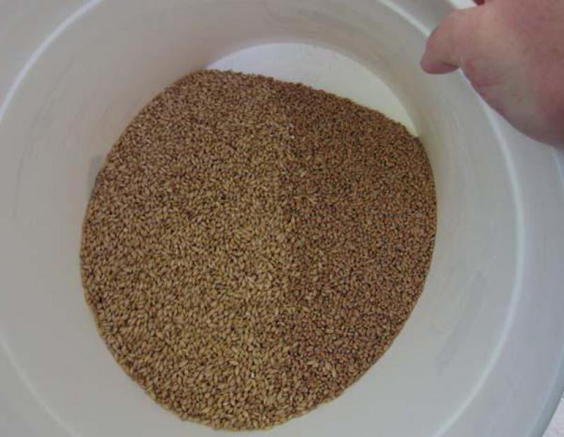 Как сварить пиво из пшеницы. Как сварить пшеничное пиво в домашних условиях: все рецепты, и способы приготовления