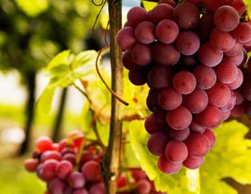 Виноград 100 грамм. Сколько калорий в винограде и какая калорийность у зеленого винограда? Какой полезнее - темный или светлый