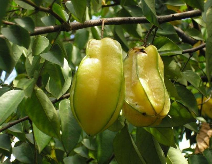 Fruit étoilé.  Propriétés utiles et contre-indications de la carambole ou carambole.  Qu'est-ce que c'est