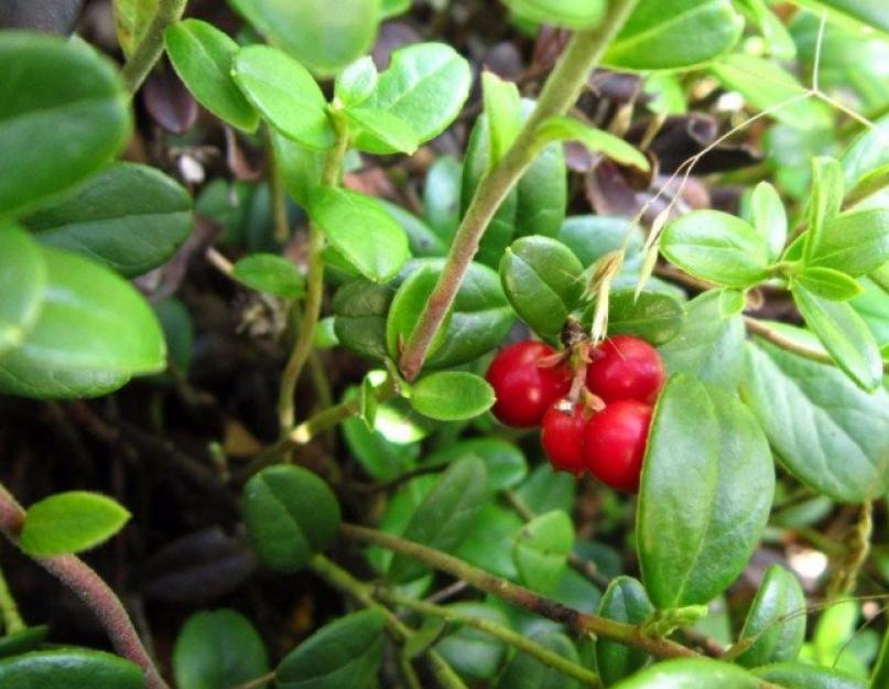 Lingonberry навч - lingonberry навчны ашиг тус, ашигтай шинж чанарууд.  Хэт авианы сканнерт lingonberry навч яагаад хэрэгтэй вэ?  Lingonberry навч: өвөрмөц эдгээх бодис ашиглах Lingonberry декоциний: ашиг тус, хор хөнөөл