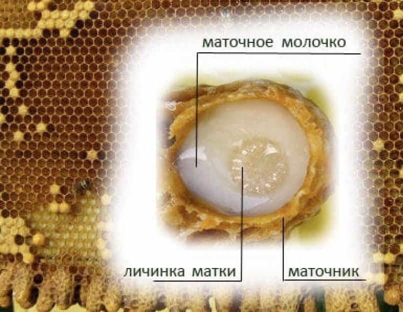 Пчелиное маточное молочко — свойства продукта. Что такое пчелиное маточное молочко и какими целебными свойствами оно обладает