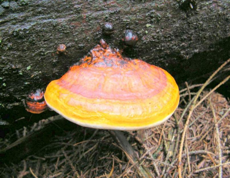 Paano makilala ang chaga mula sa tinder fungus: gabay at rekomendasyon.  Birch chaga mushroom - isang lunas para sa isang daang karamdaman Paano makilala ang chaga mula sa iba pang mga kabute