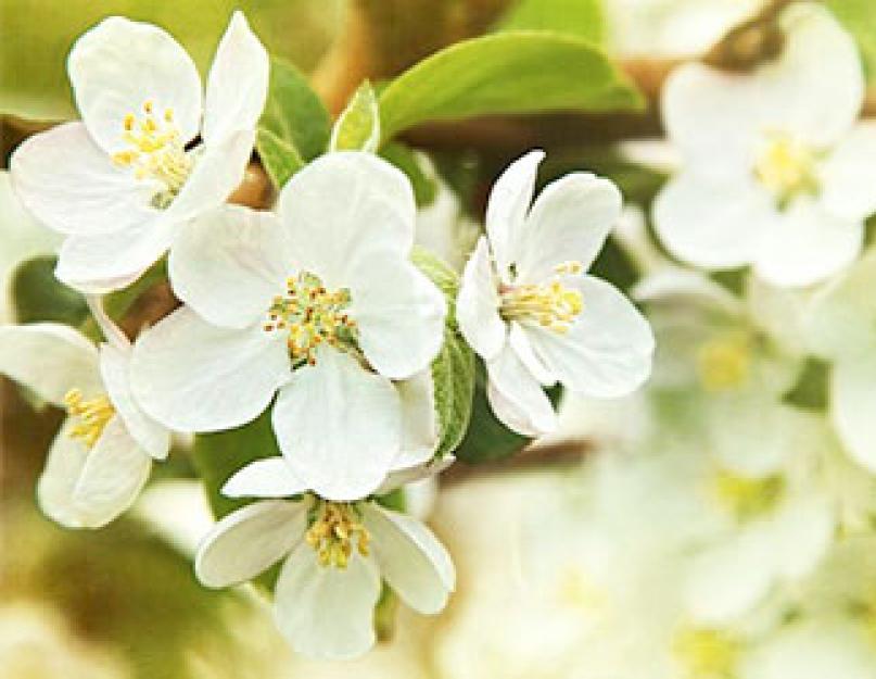 Quels sont les bienfaits des pommes pour le corps ?  Pomme - composition, propriétés bénéfiques et méfaits.  Composition chimique et présence de nutriments