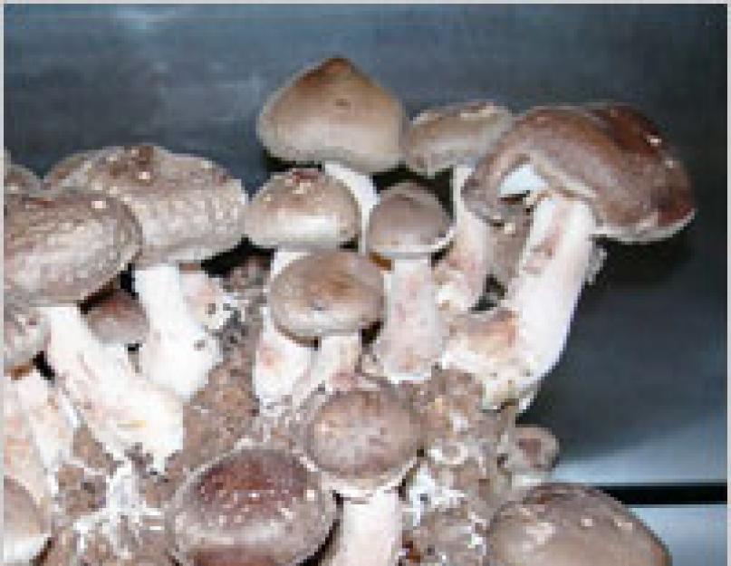 Сколько жарить грибы шиитаке. Блюда из шиитаке: грибная экзотика